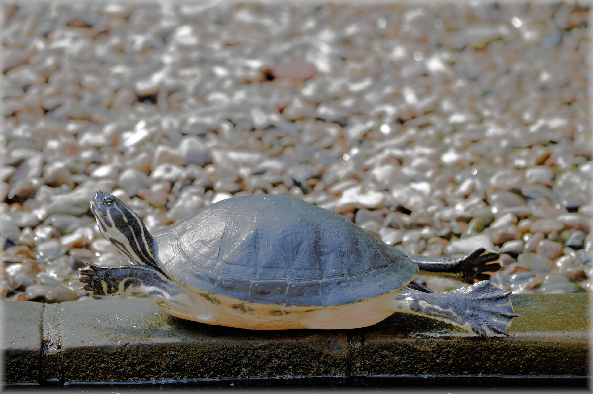 turtle extend reptile free photo