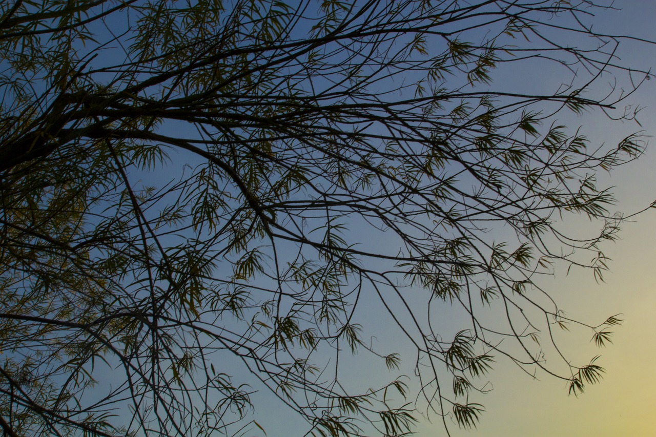 evening tree nature free photo