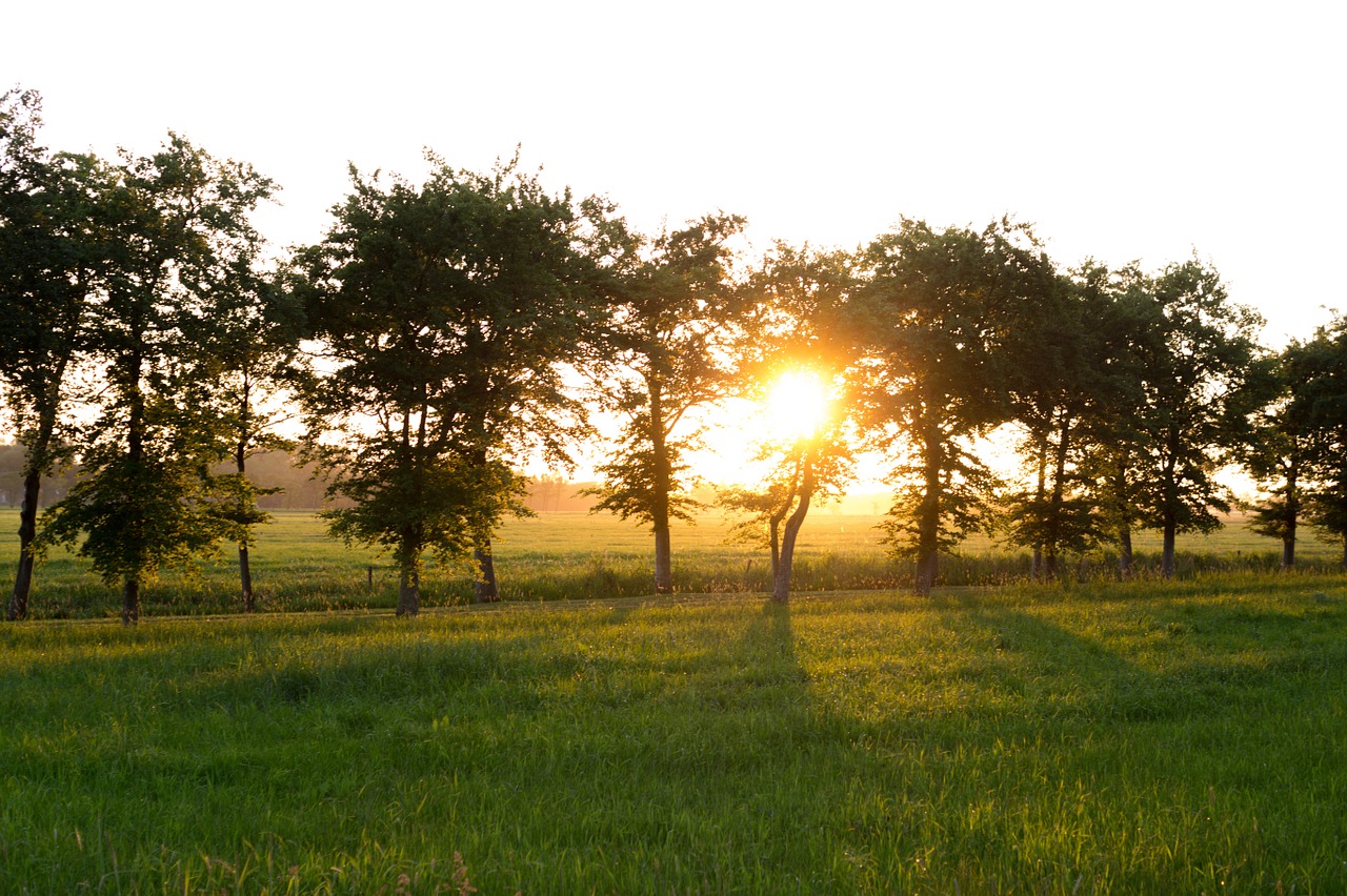 evening sun trees free photo