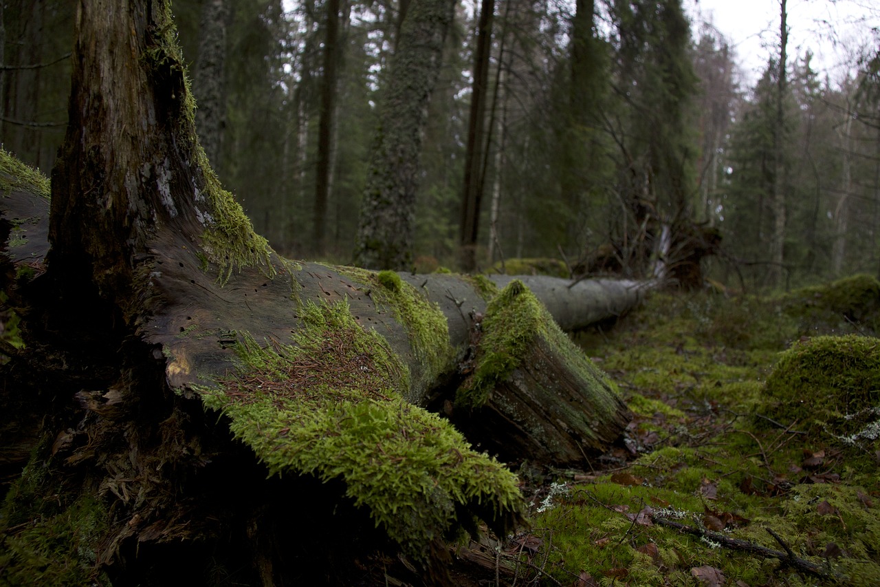 evening forest moss free photo