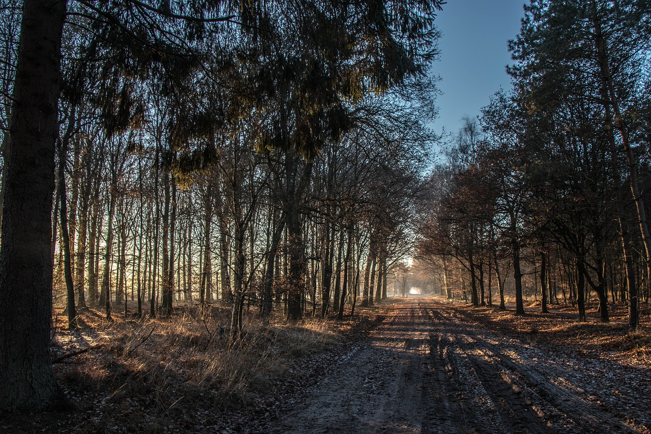 evening landscape trees free photo