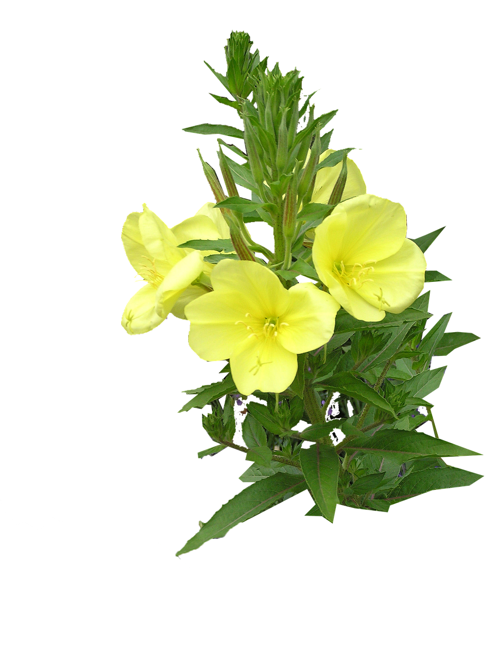 evening primrose cut free photo