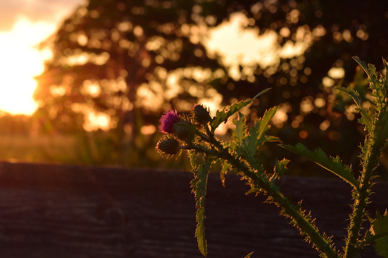 evening back light thistle free photo