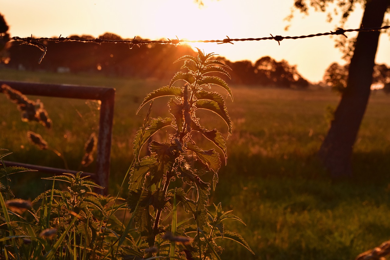 evening back light brennessel free photo