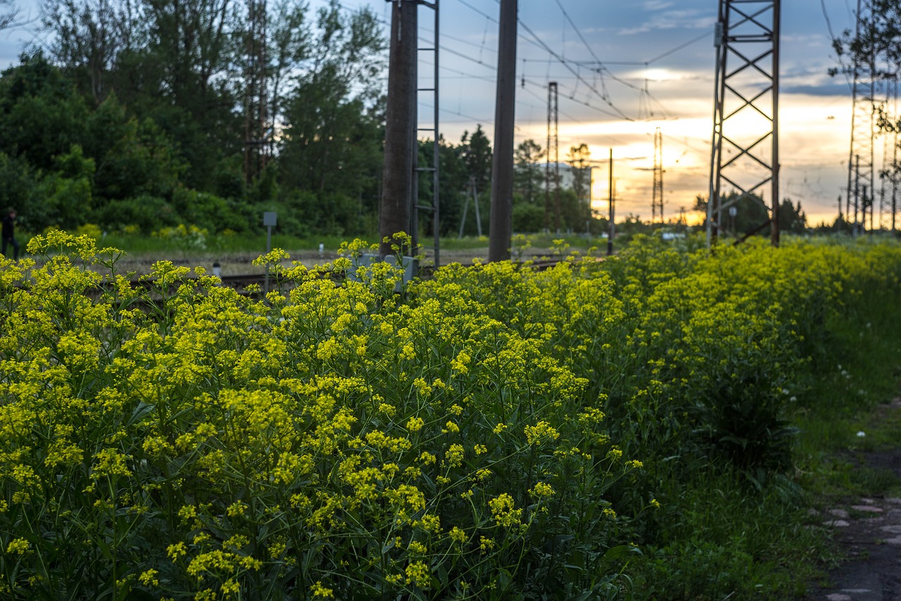 evening sunset railway free photo