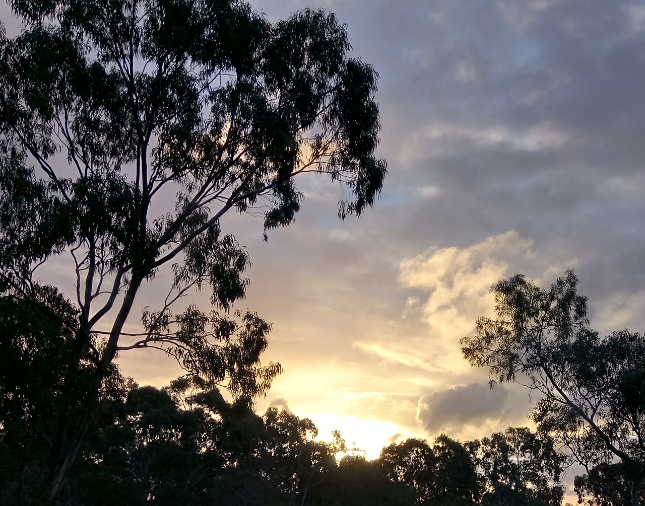 evening eucalyptus silhouette free photo