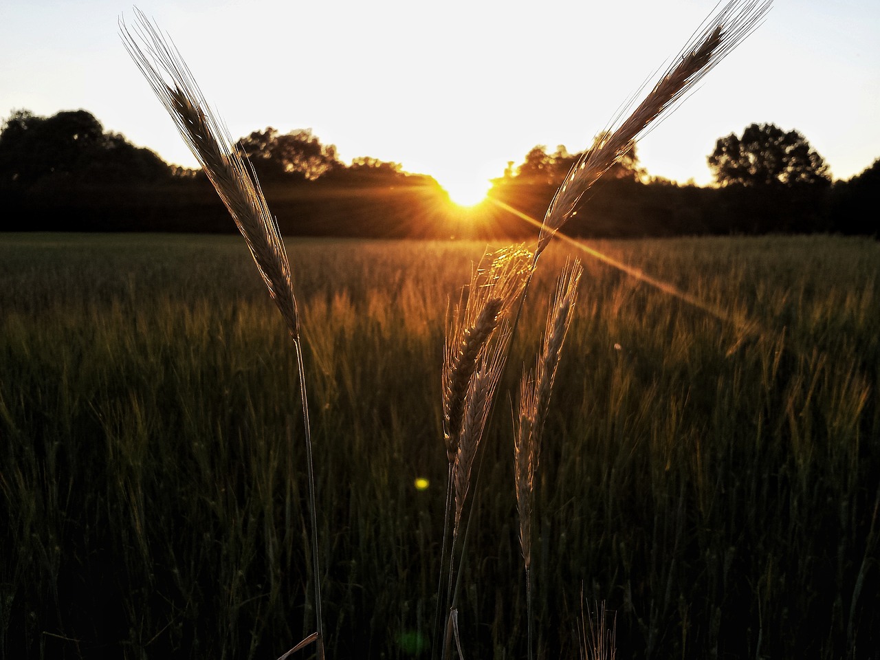 evening nature sunset free photo