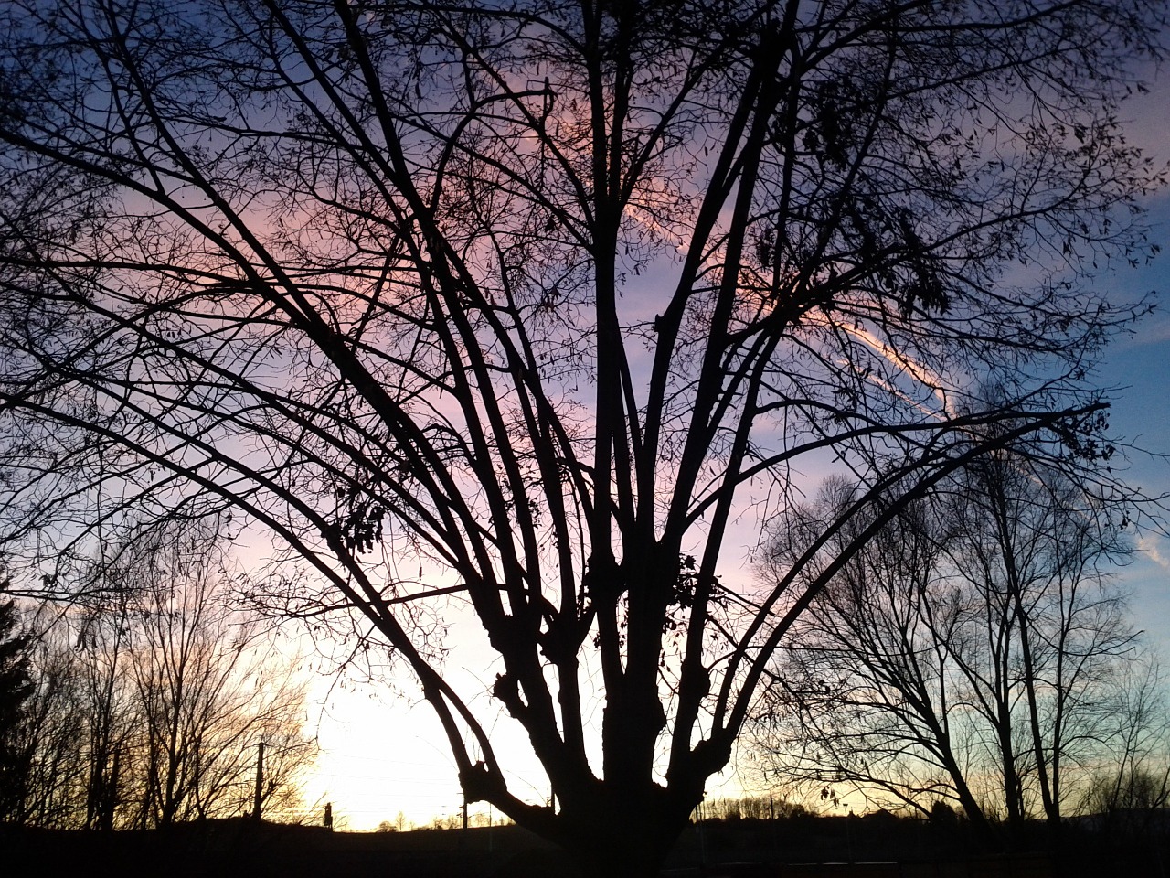evening tree mood free photo