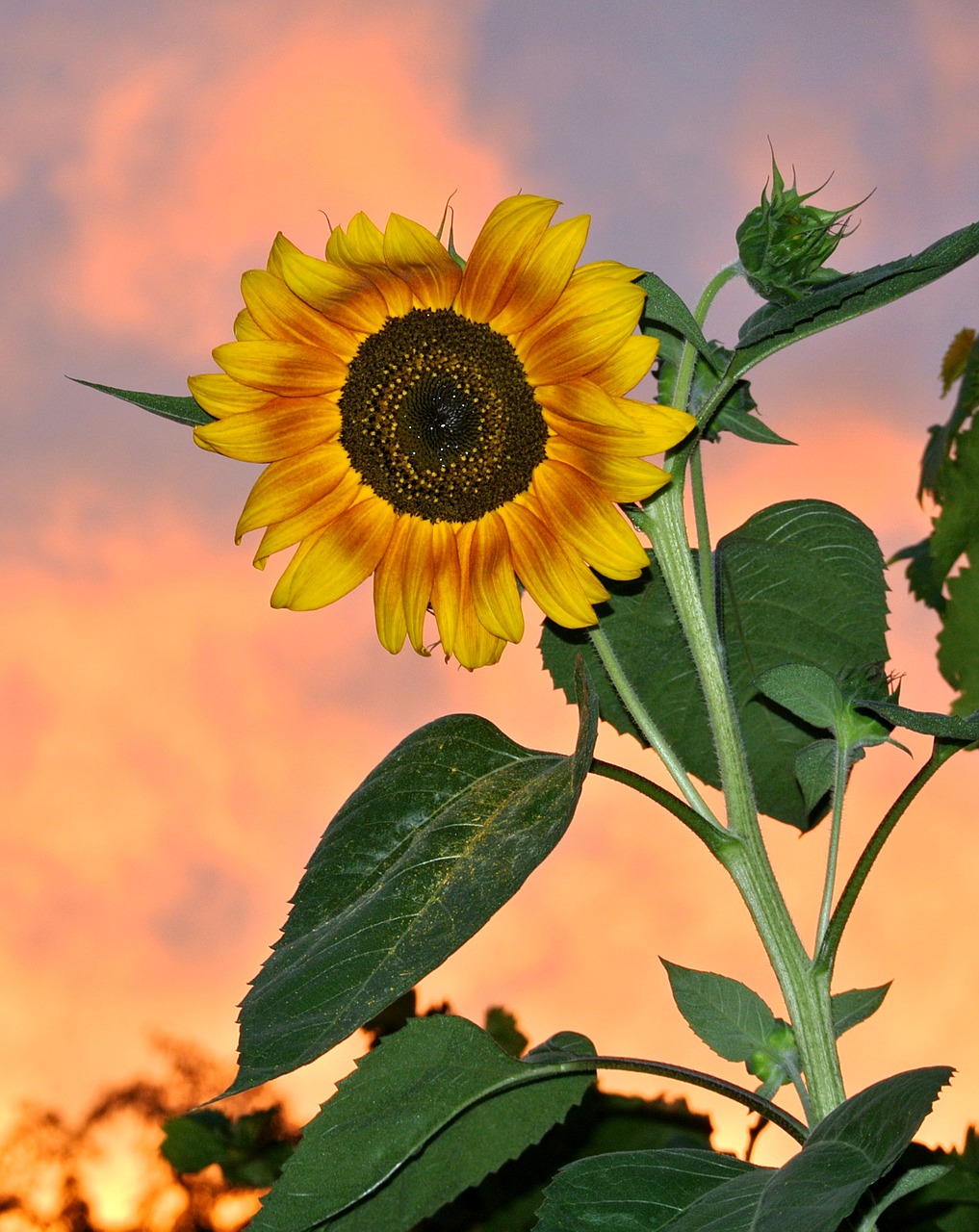 evening plant nature free photo