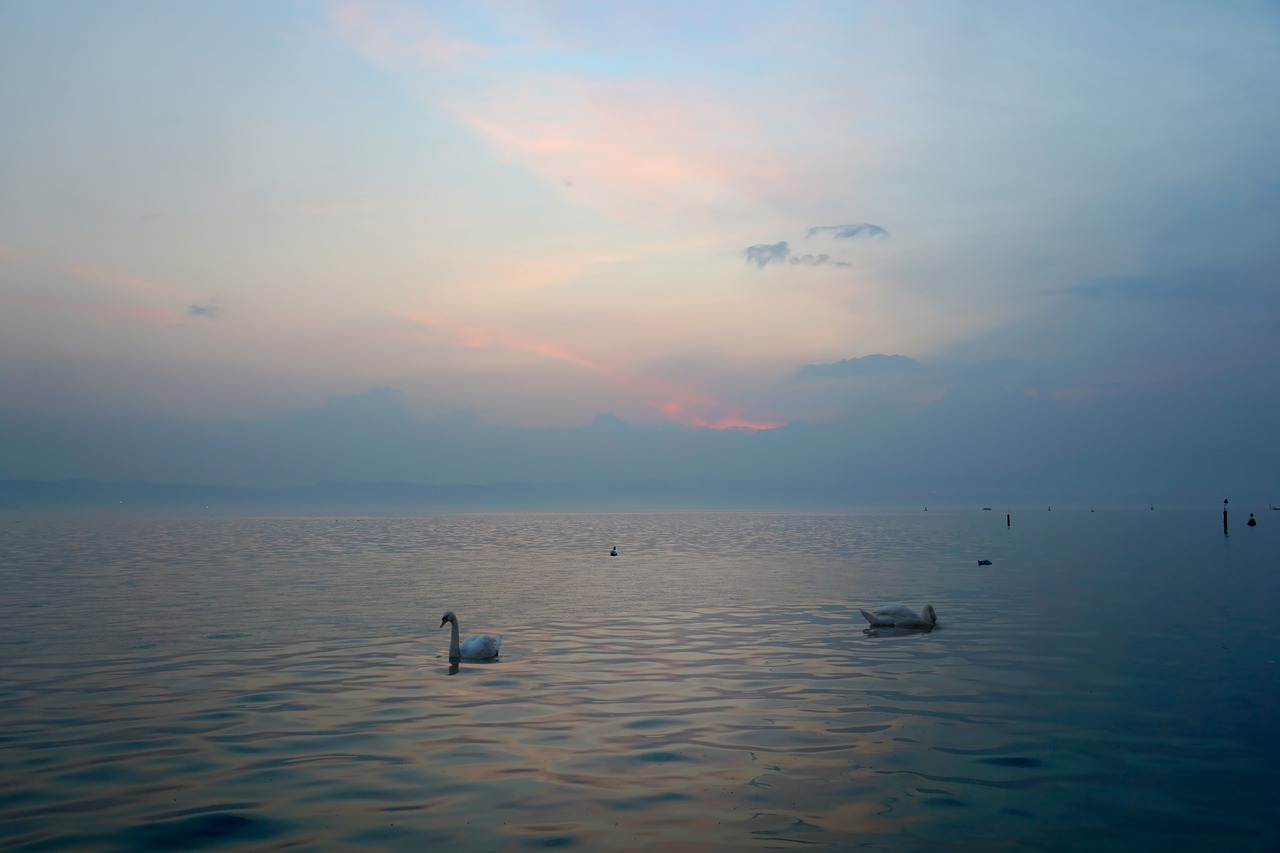 evening  lake  swans free photo