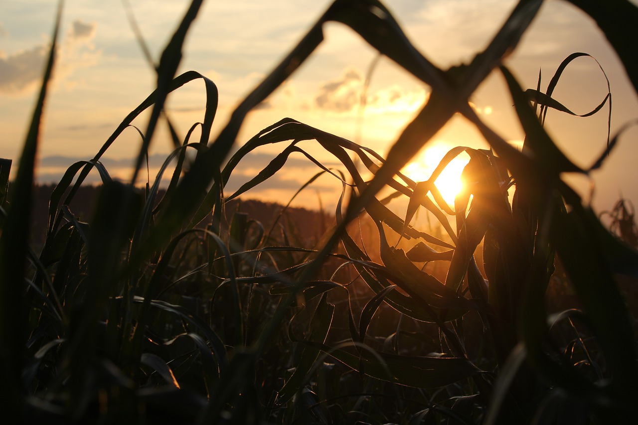 evening  sun  field free photo