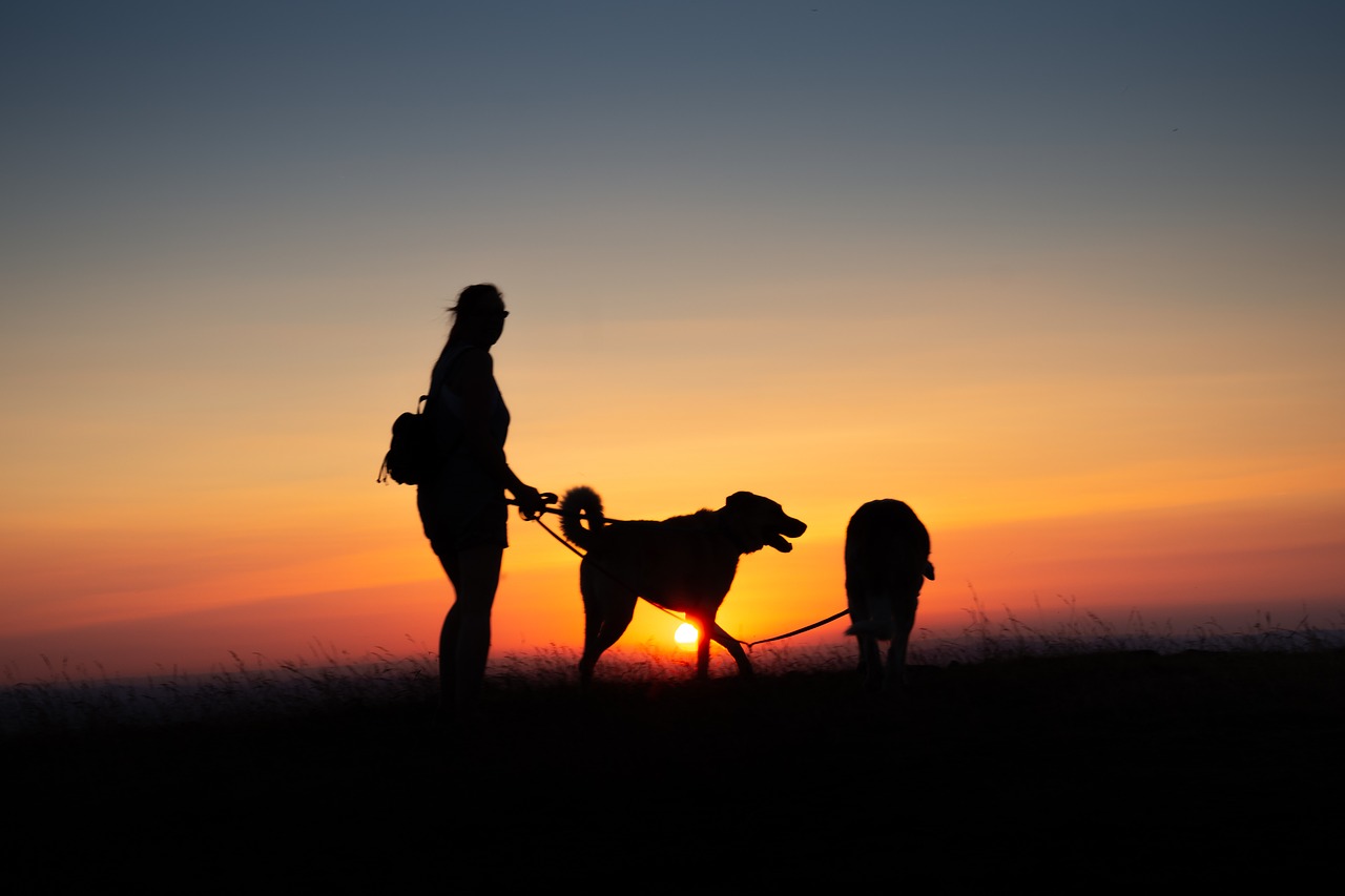 evening  backlighting  silhouette free photo