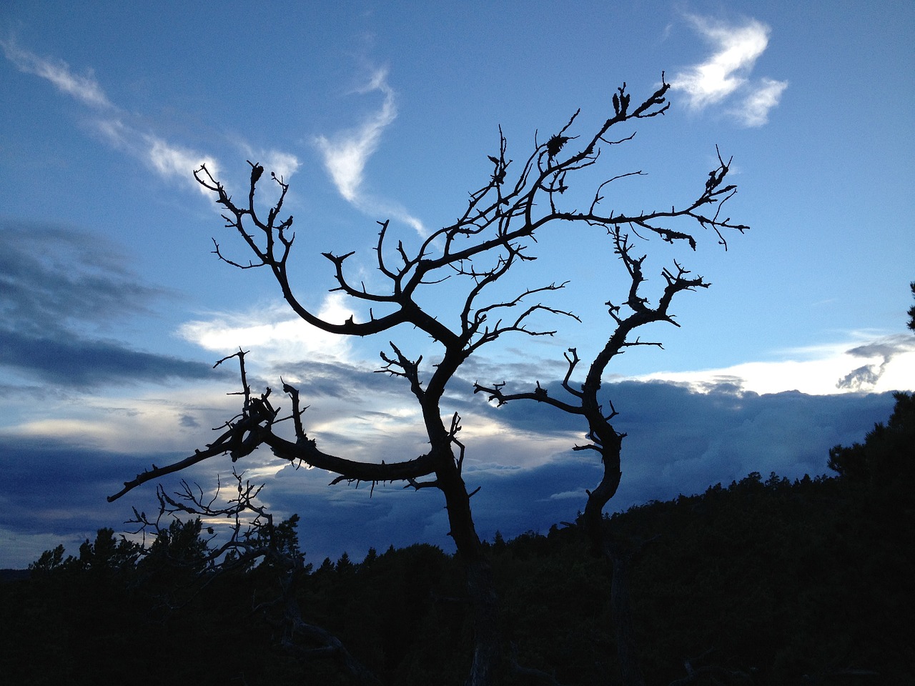 evening himmel tree free photo