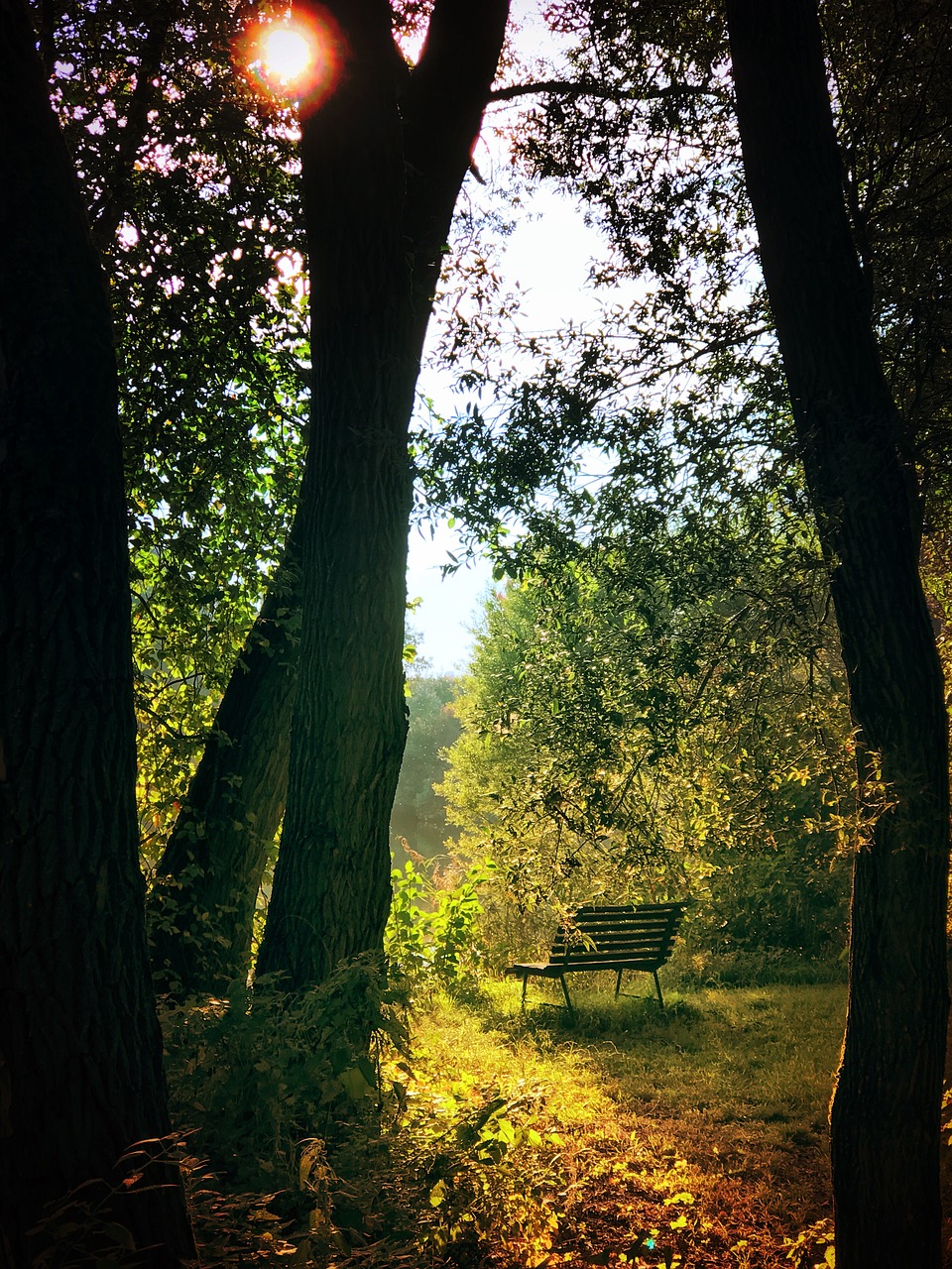 evening  park  bench free photo