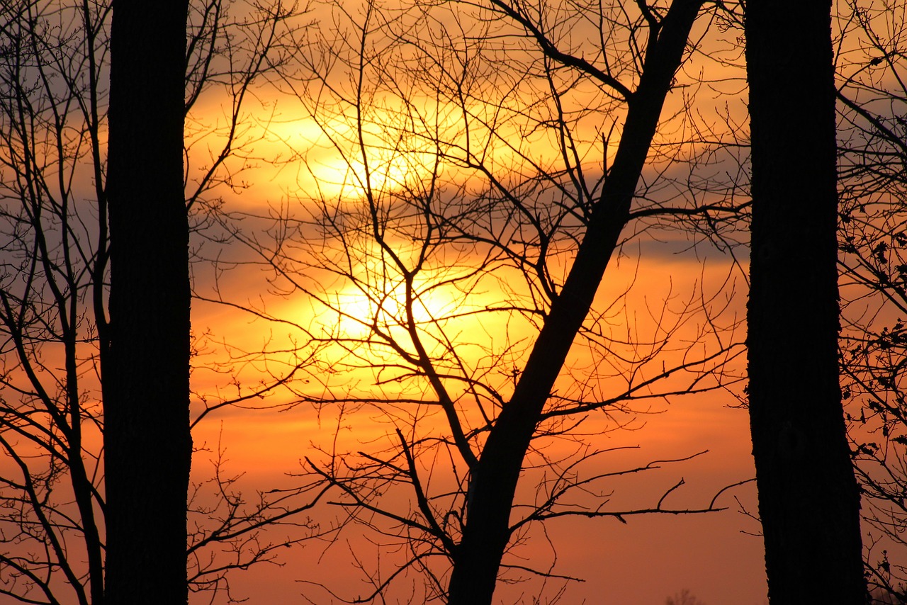 evening  sunset  tree free photo