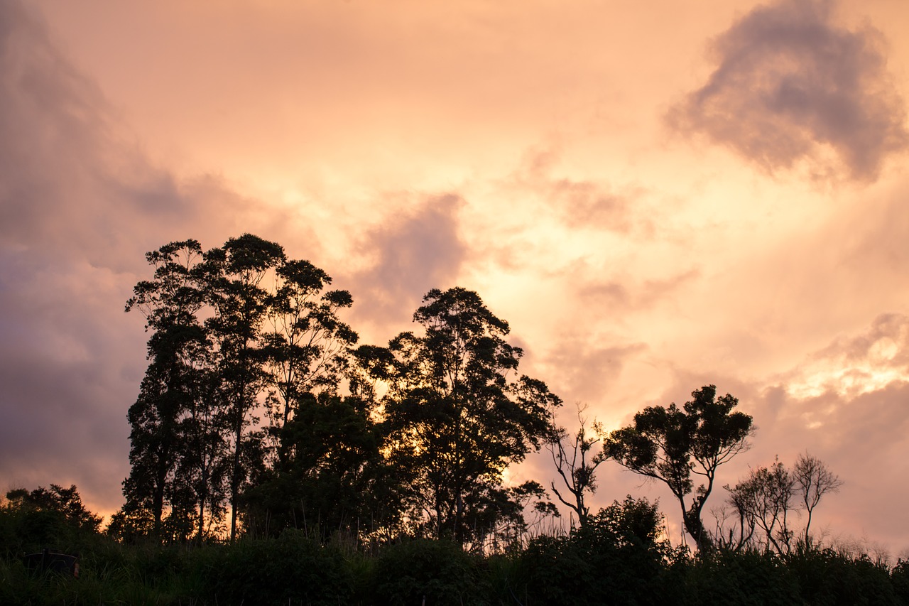 evening  sky  trees free photo