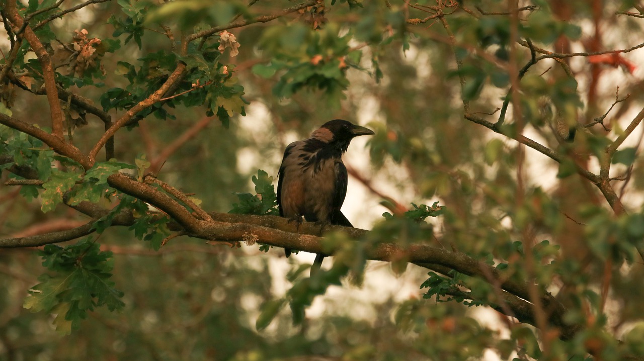 evening  bird  branch free photo