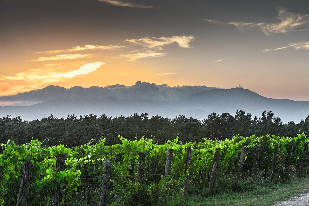 evening tuscany grape free photo