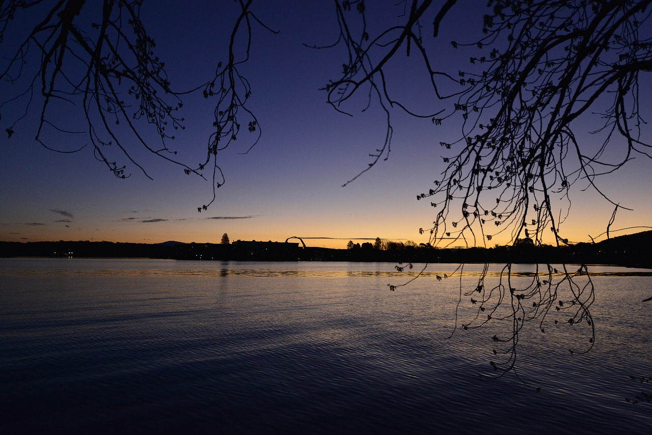 evening tree lake free photo