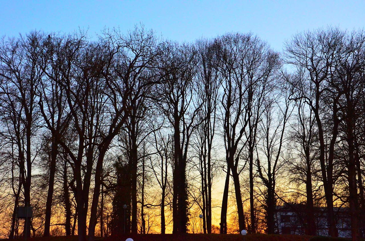 evening river bank free photo