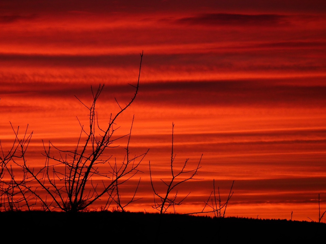 evening branches bushes free photo