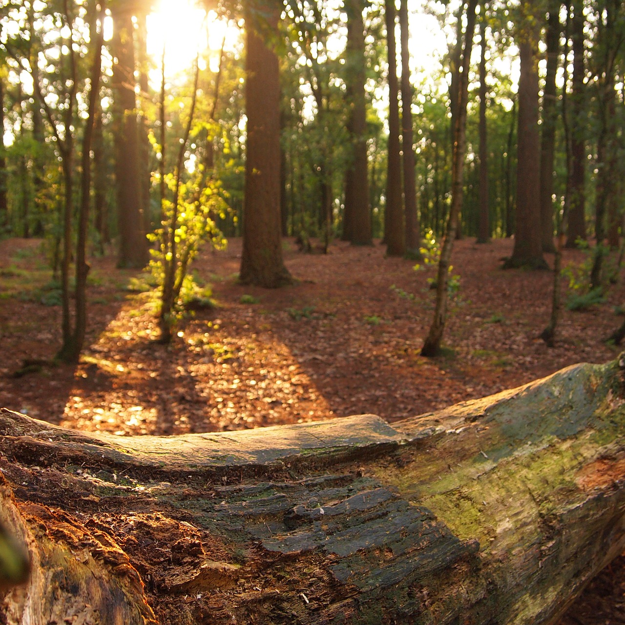 evening forest sun free photo