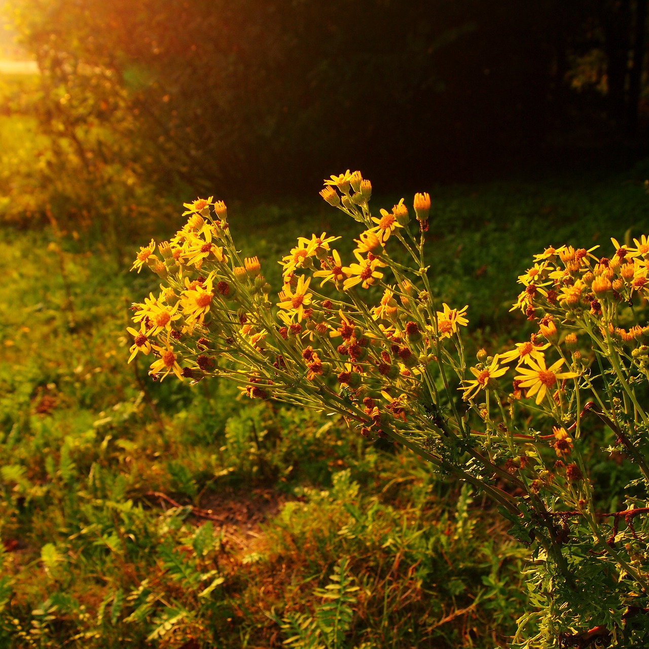 evening yellow flowers sunset free photo