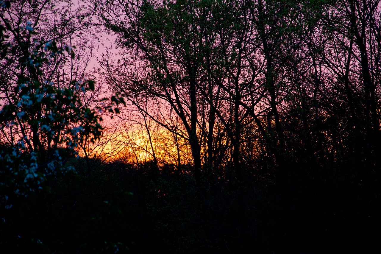 evening forest dusk free photo