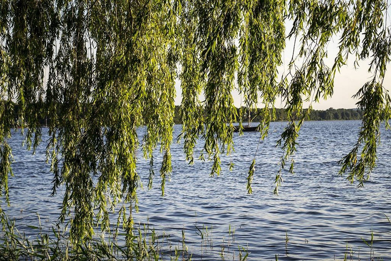 nature trees lake free photo