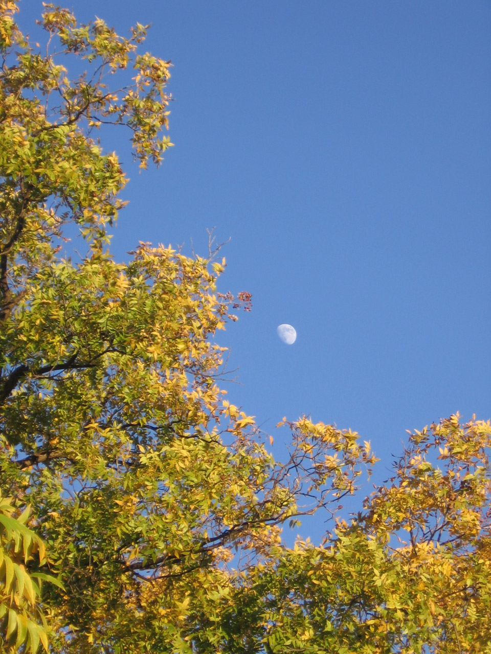 moon seasons autumn free photo