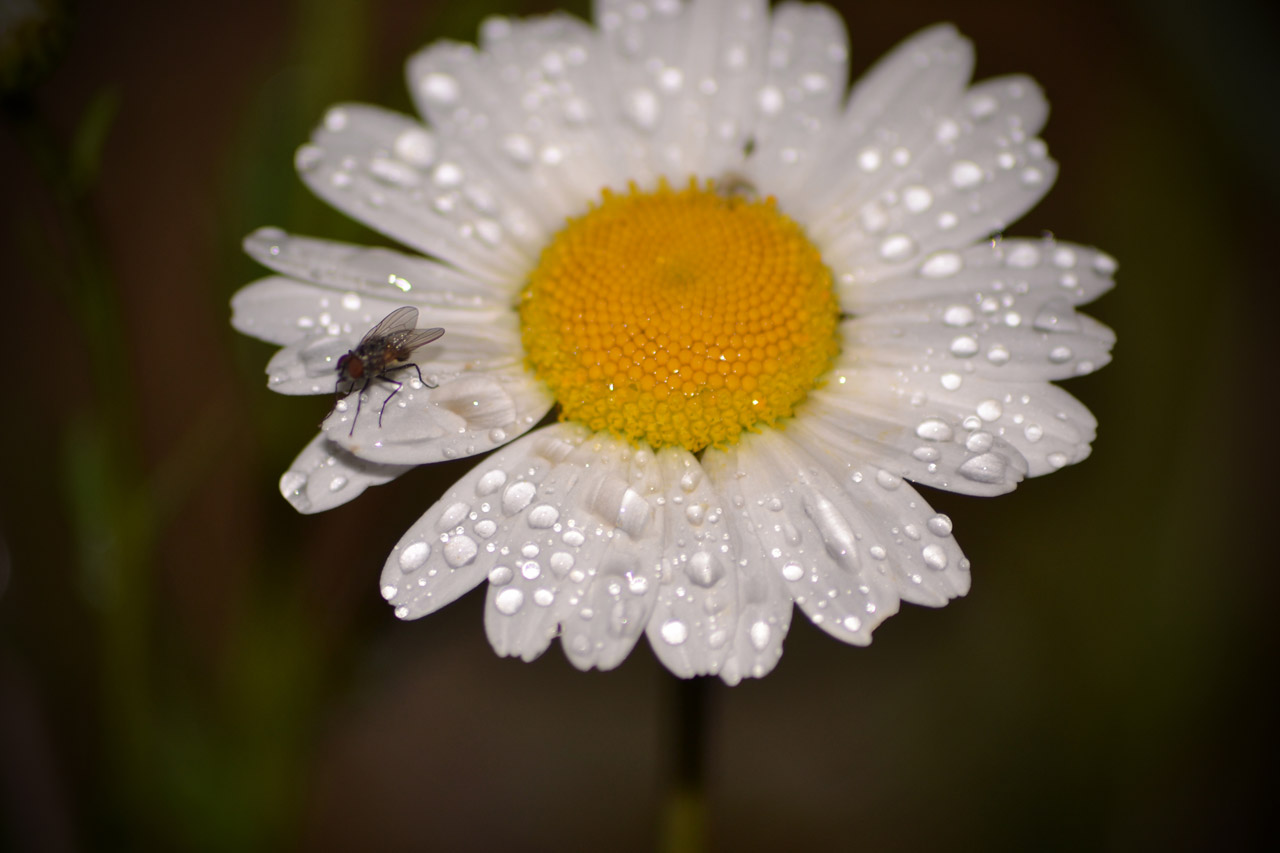 dew drops plant free photo