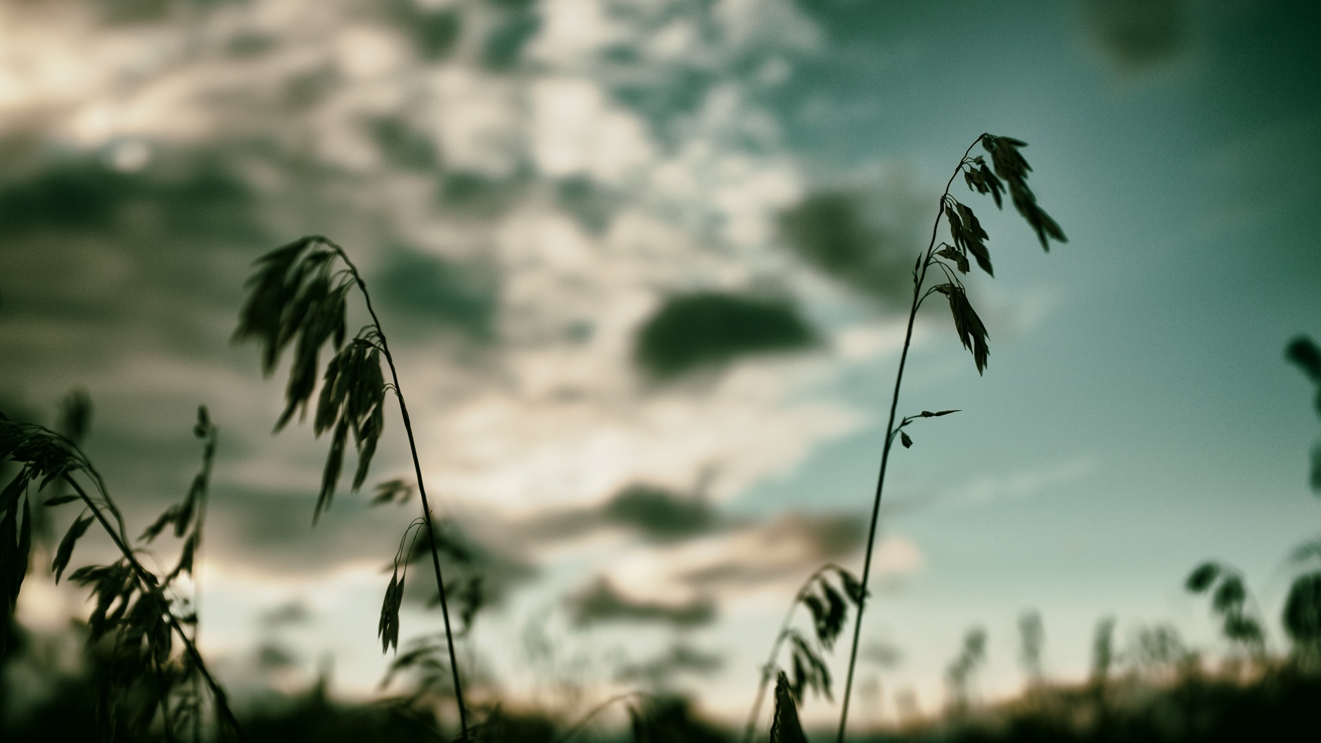 evening grass clouds free photo