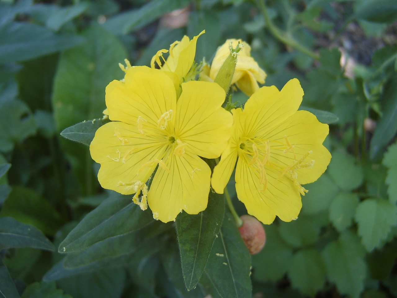 evening primrose yellow flower garden free photo