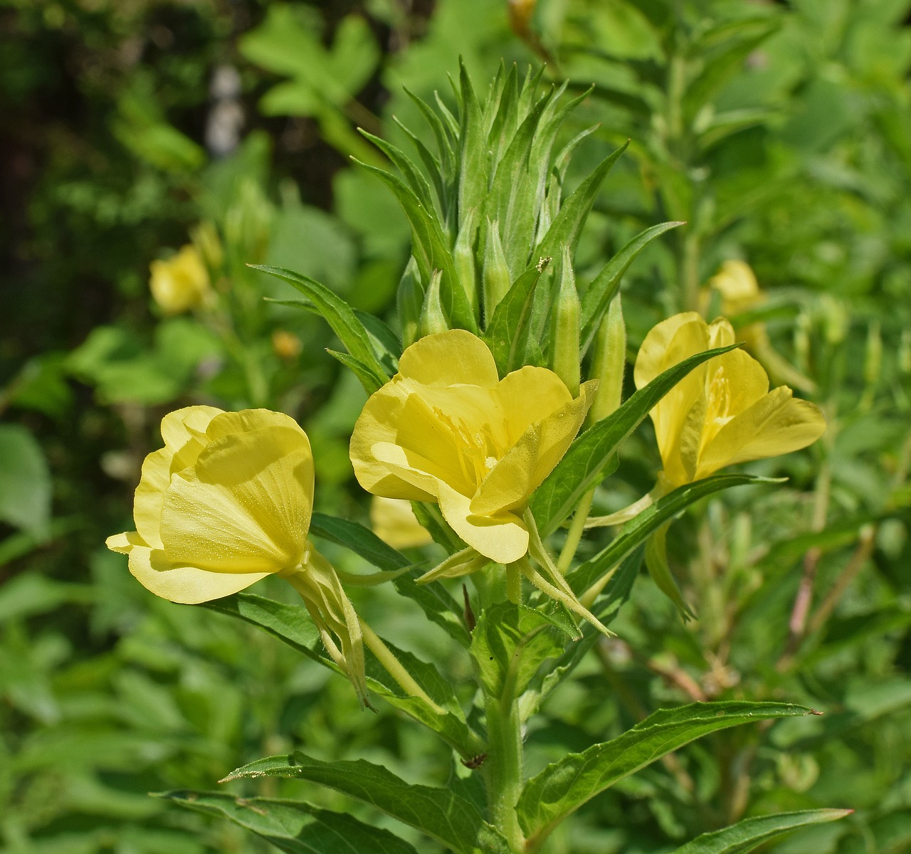 evening primrose wildflower blossom free photo