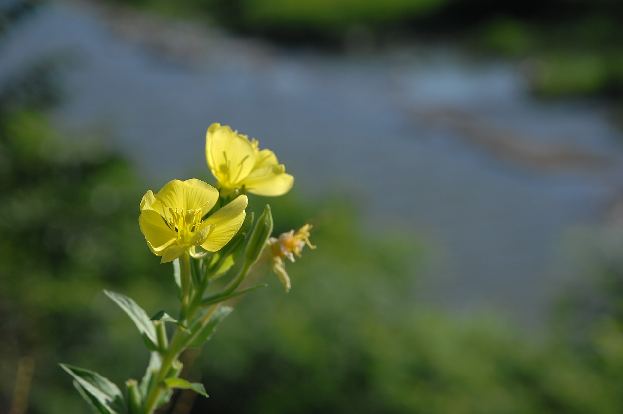 evening primrose  yellow free pictures free photo