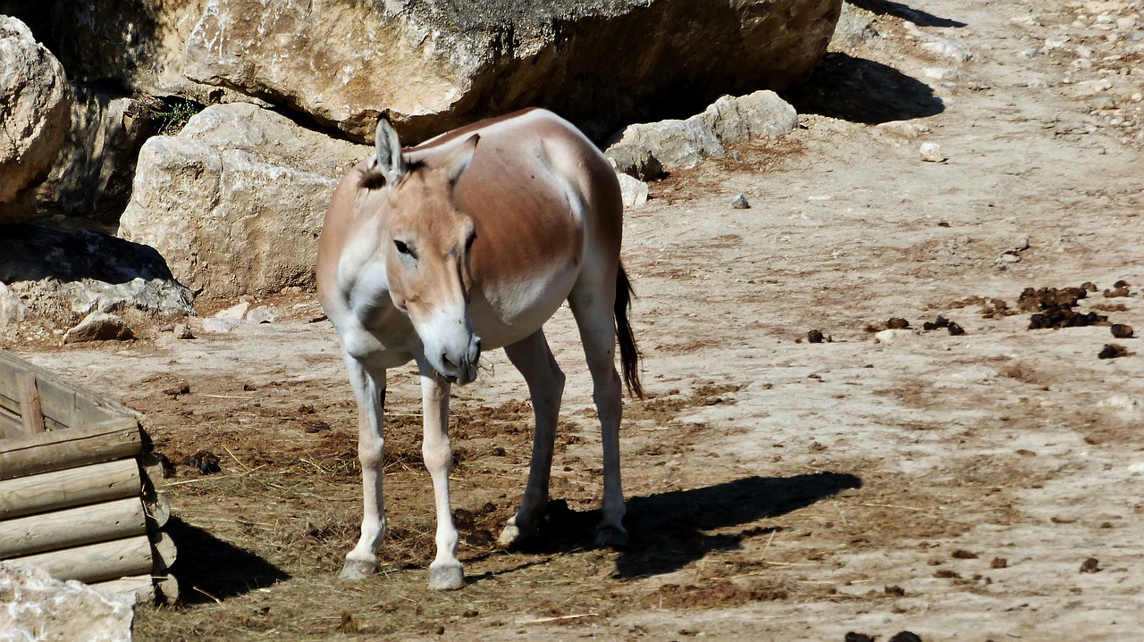 evening primrose  animal  unit free photo