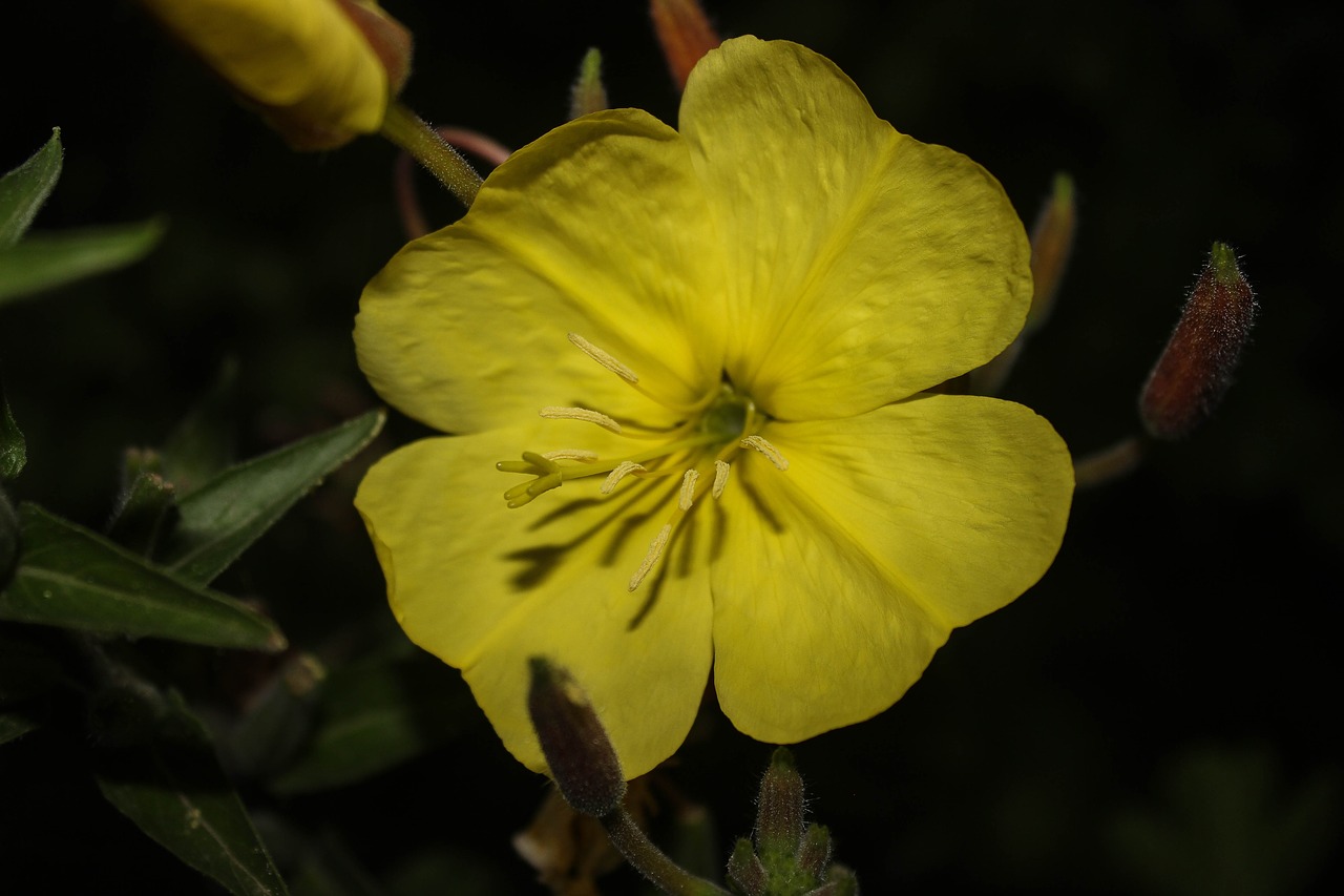evening primrose  yellow  flower free photo