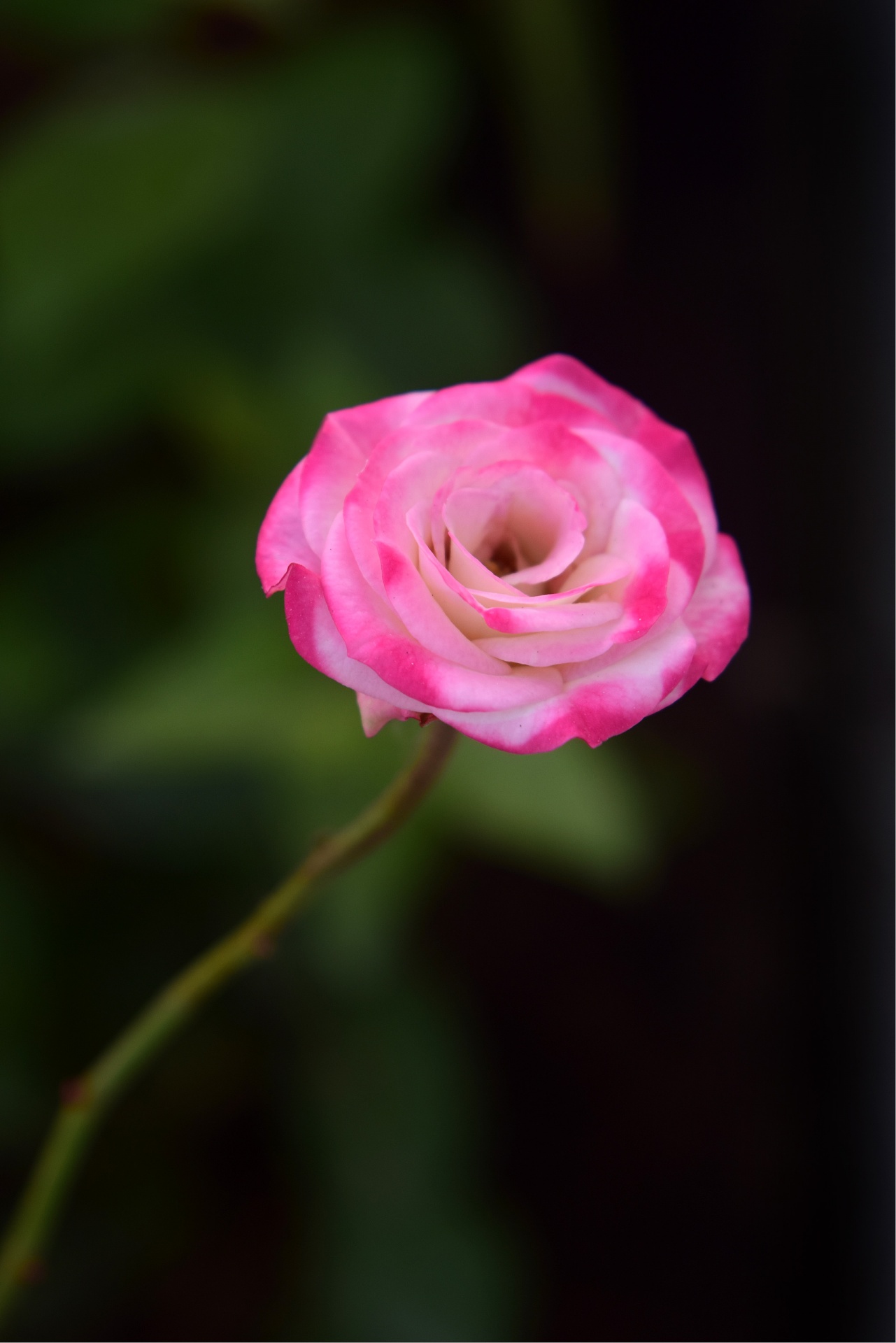 rose flower petals free photo