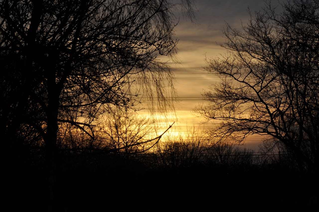 evening sky sunset trees free photo