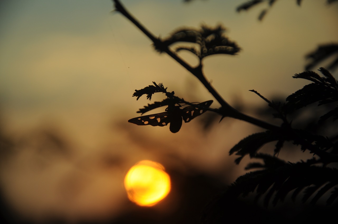 evening sky  sky  tree free photo