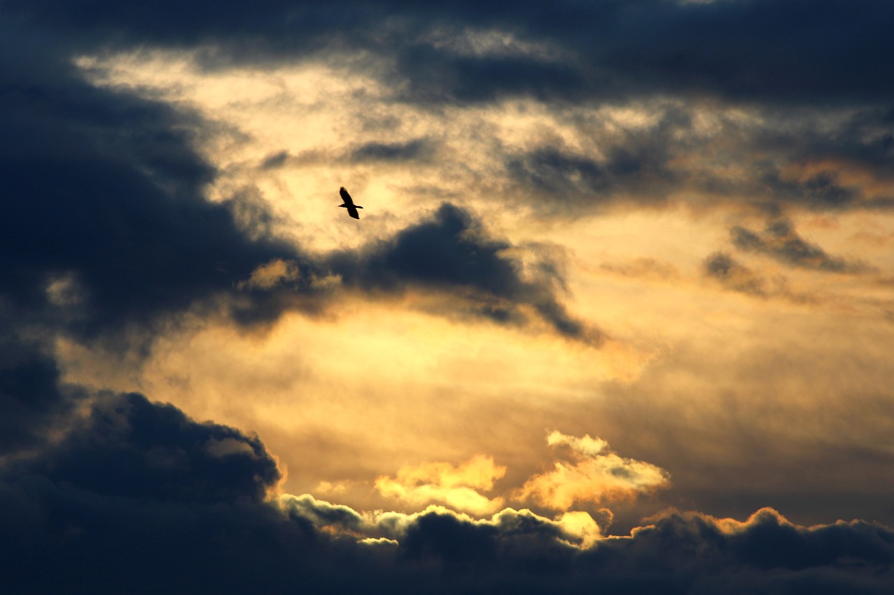 evening sky  clouds  sun free photo