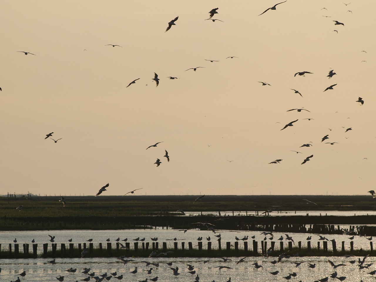 evening sky wadden sea birds free photo