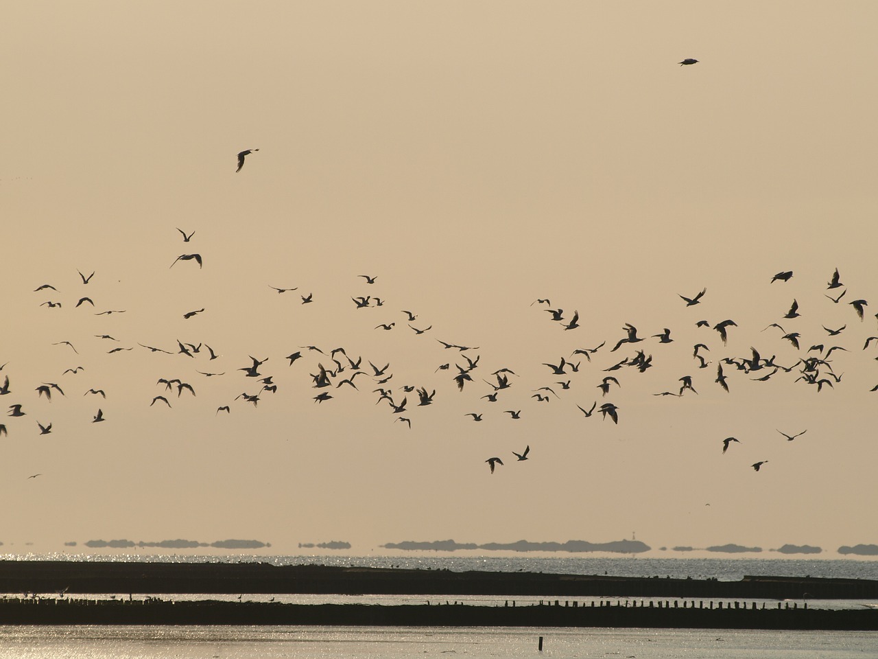 evening sky birds flock of birds free photo