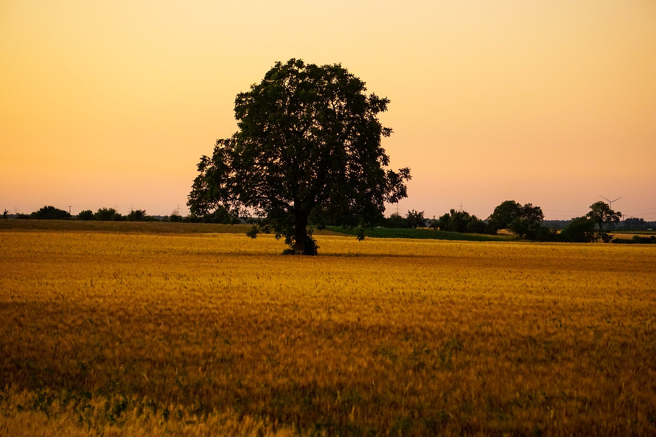 evening sky  dusk  evening free photo