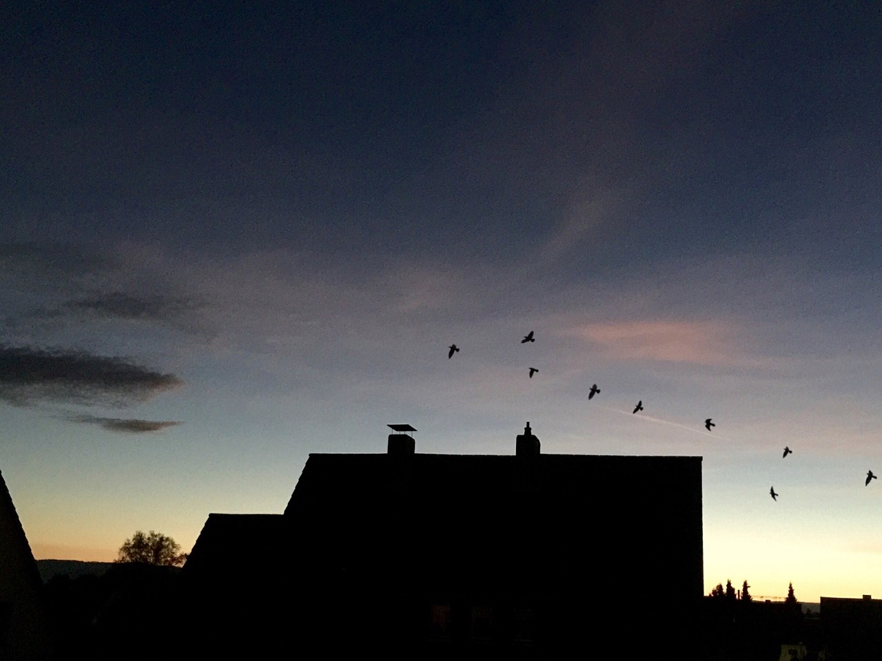 evening sky homes birds free photo