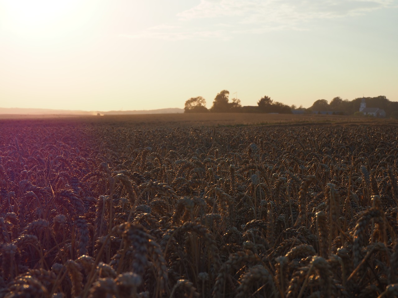 evening sun wheat field mark free photo