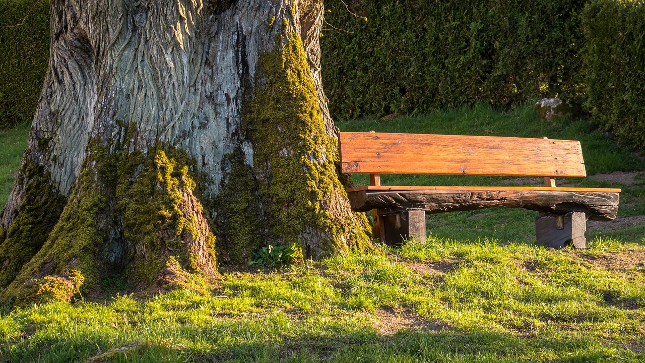 evening sun  bank  seat free photo