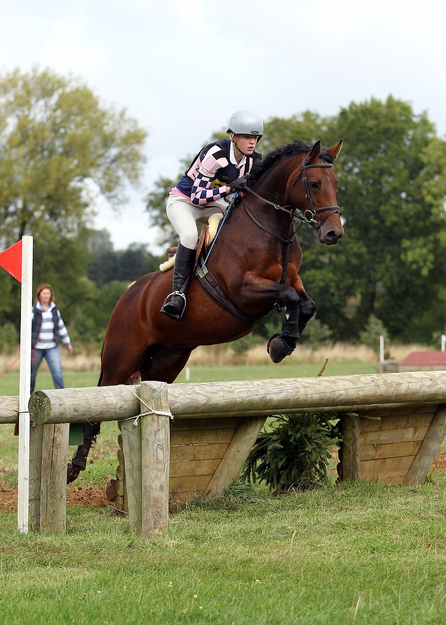 eventing horse jumping free photo