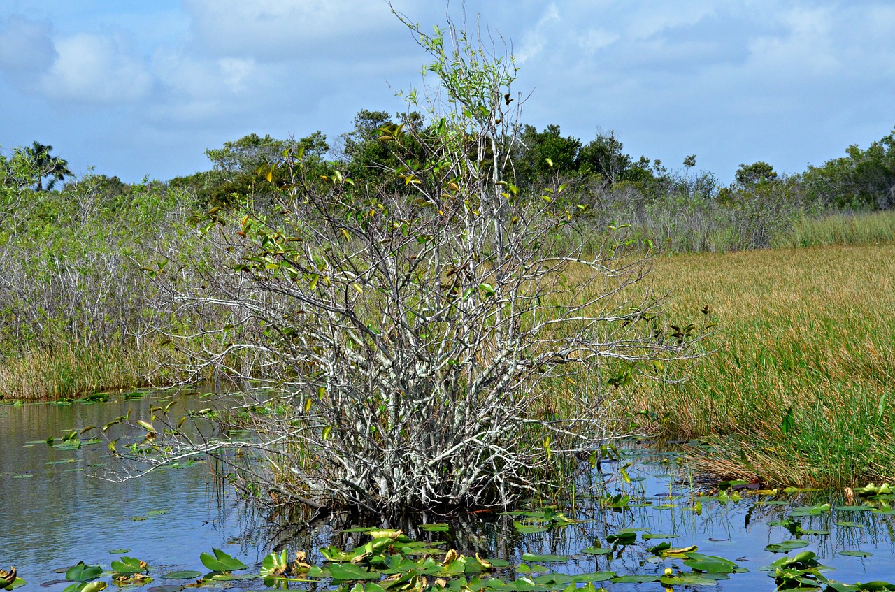 everglades national park florida free photo