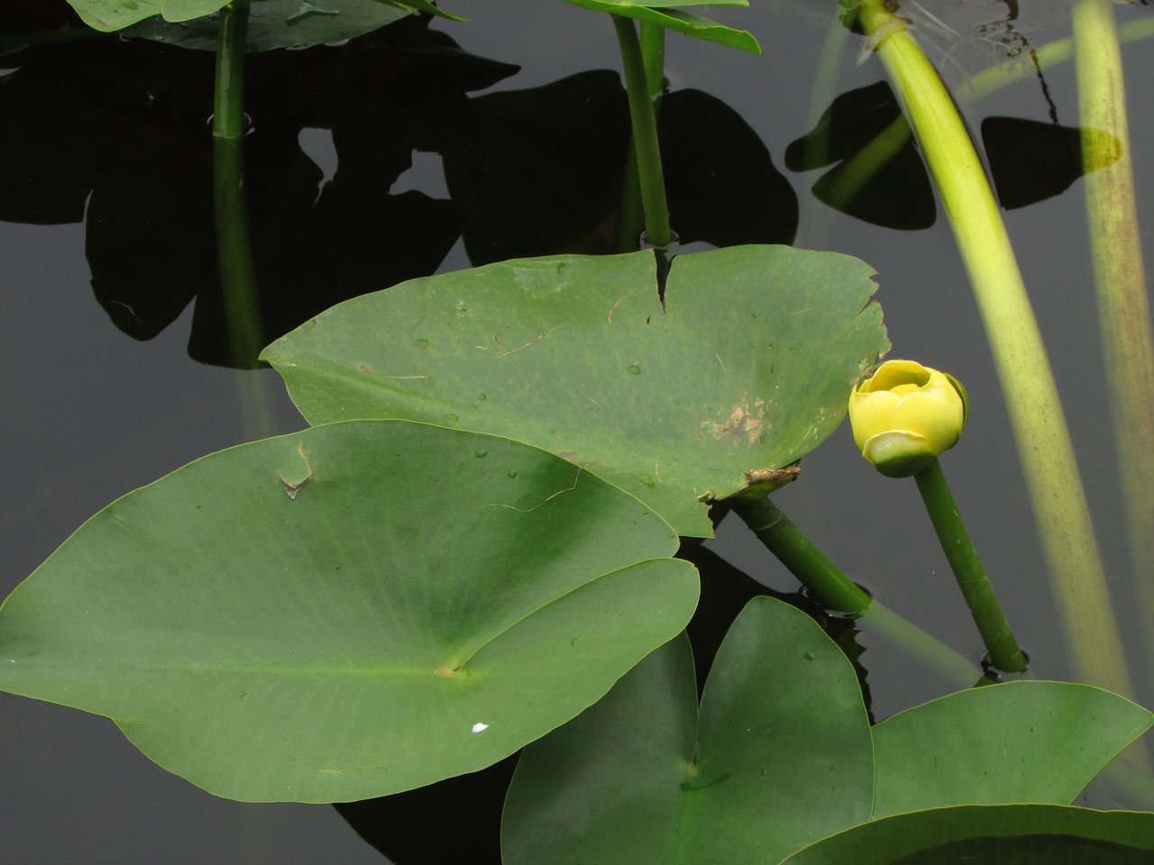 everglades outdoors wetland free photo